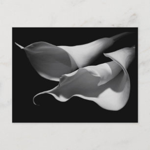 Carte Postale Calla Lilies