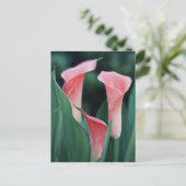 Carte Postale Calla Lilies Fleurs Roses (Debout devant)