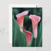 Carte Postale Calla Lilies Fleurs Roses (Devant / Derrière)