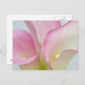 Carte Postale Calla Lilies rose (Devant / Derrière)
