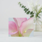 Carte Postale Calla Lilies rose (Debout devant)