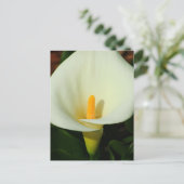 Carte Postale Calla Lilly (Debout devant)