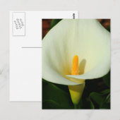 Carte Postale Calla Lilly (Devant / Derrière)