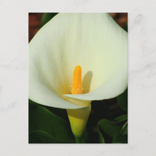 Carte Postale Calla Lilly (Devant)