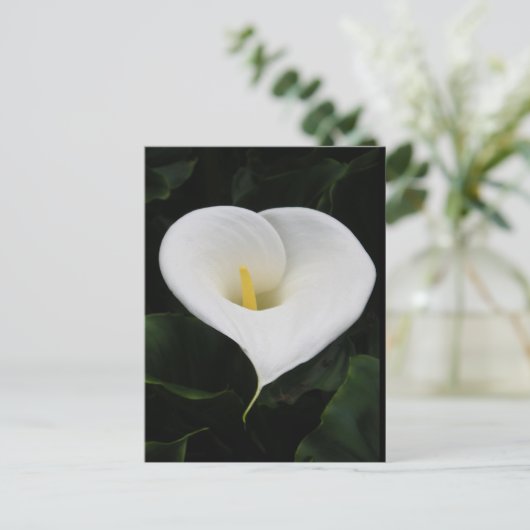 Carte Postale Calla Lilly (Debout devant)