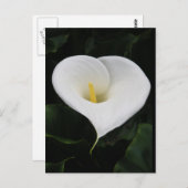 Carte Postale Calla Lilly (Devant / Derrière)