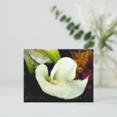 Carte postale Calla Lily (Debout devant)