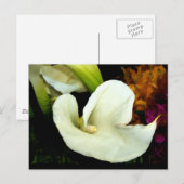 Carte postale Calla Lily (Devant / Derrière)