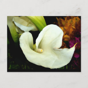 Carte postale Calla Lily