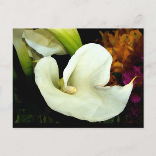 Carte postale Calla Lily (Devant)