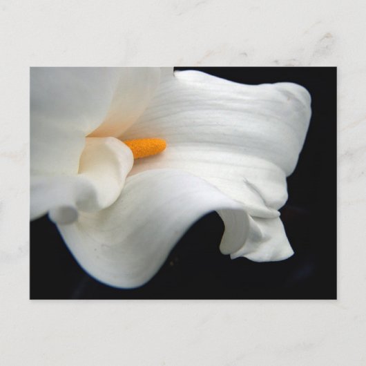 Carte Postale Calla Lily (Devant)