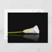 Carte postale Calla lily (Devant / Derrière)