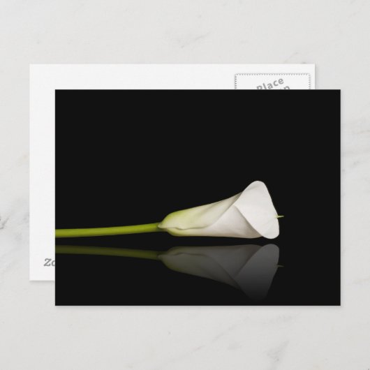 Carte postale Calla lily (Devant / Derrière)