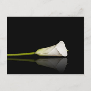 Carte postale Calla lily