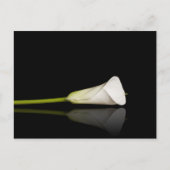 Carte postale Calla lily (Devant)