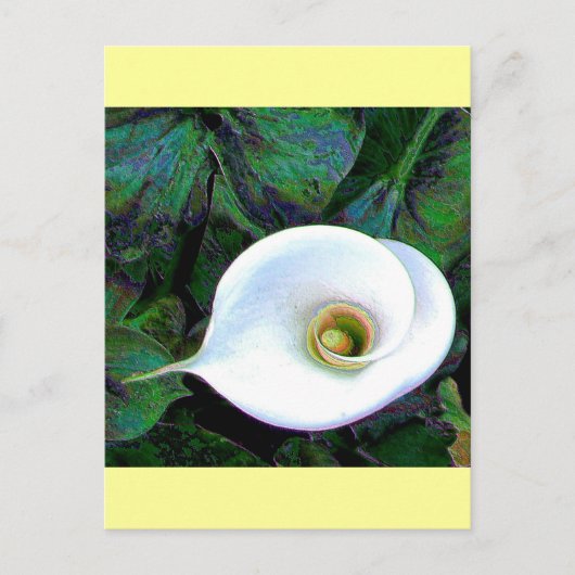 Carte Postale Calla Lily 2011 (Devant)