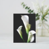 Carte Postale Calla Lily 3 (Debout devant)