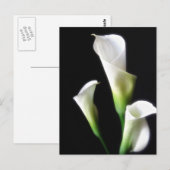 Carte Postale Calla Lily 3 (Devant / Derrière)