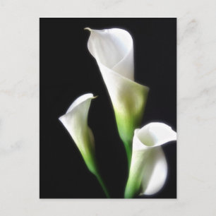 Carte Postale Calla Lily 3
