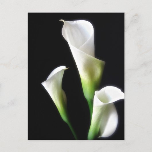 Carte Postale Calla Lily 3 (Devant)