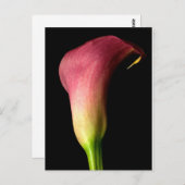 Carte Postale Calla Lily rose (Devant / Derrière)