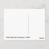 Carte Postale Calla Lily rose (Dos)