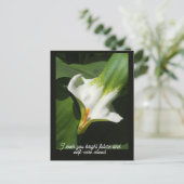 Carte Postale Calla Lily, Zantedeschia (Debout devant)
