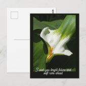 Carte Postale Calla Lily, Zantedeschia (Devant / Derrière)