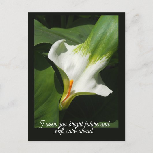 Carte Postale Calla Lily, Zantedeschia (Devant)