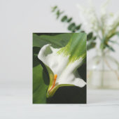 Carte Postale Calla Lily, Zantedeschia (Debout devant)