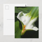 Carte Postale Calla Lily, Zantedeschia (Devant / Derrière)