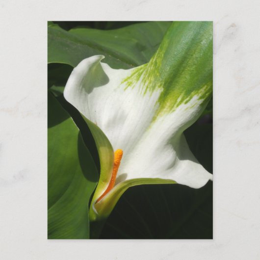 Carte Postale Calla Lily, Zantedeschia (Devant)