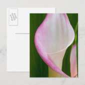 Carte Postale Calla Pano (Devant / Derrière)