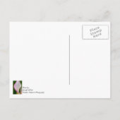 Carte Postale Calla Pano (Dos)