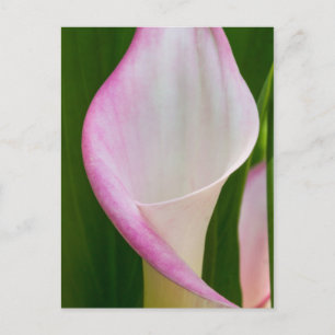 Carte Postale Calla Pano
