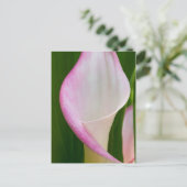 Carte Postale Calla Pano (Debout devant)