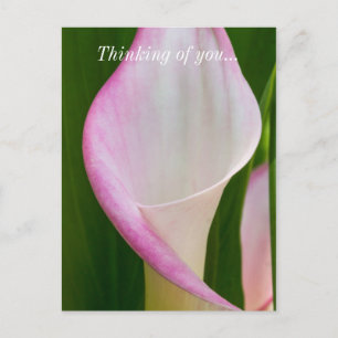 Carte postale Calla Pano Pensée pour vous