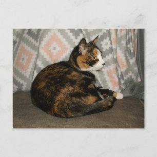Carte Postale Callie Cat sur Sofa