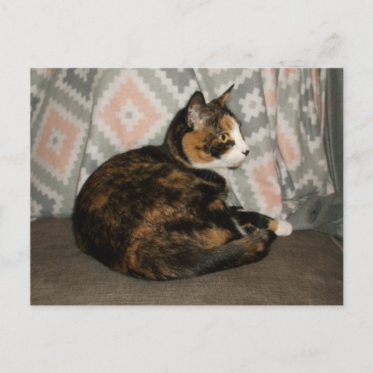 Carte Postale Callie Cat sur Sofa (Devant)