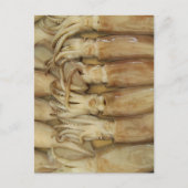 Carte Postale Calmar - Encornet (Devant)