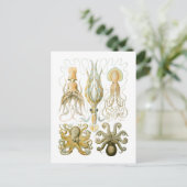 Carte Postale Calmar et poulpe (Debout devant)