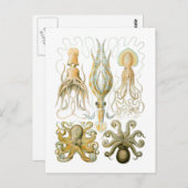 Carte Postale Calmar et poulpe (Devant / Derrière)