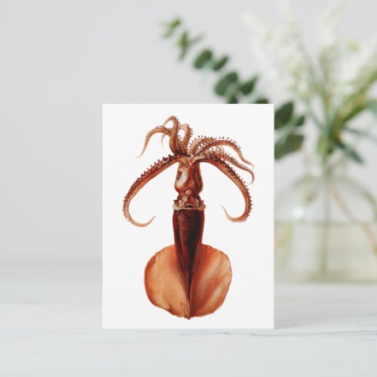 Carte Postale Calmar géant (Debout devant)