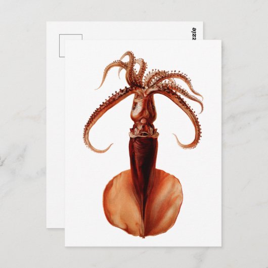 Carte Postale Calmar géant (Devant / Derrière)