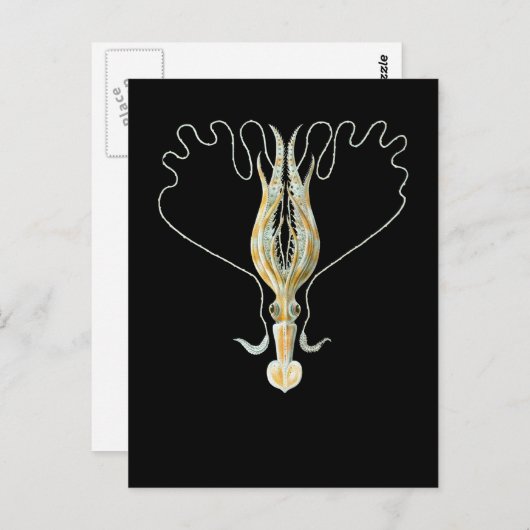 Carte Postale calmar Long-armé (Devant / Derrière)