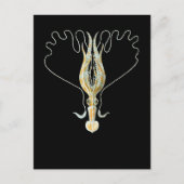 Carte Postale calmar Long-armé (Devant)