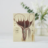 Carte Postale Calmar, Pl.2 de 'Histoire Naturelle (Debout devant)