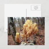 Carte postale Calocera viscosa (Devant / Derrière)