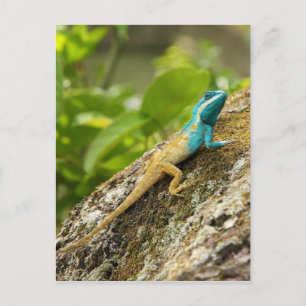 Carte Postale Calotes de Lizard Bleu Mystaceus