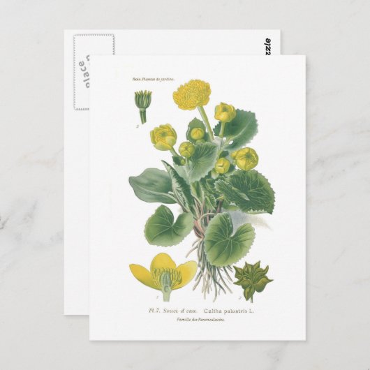 Carte Postale Caltha palustris (Devant / Derrière)